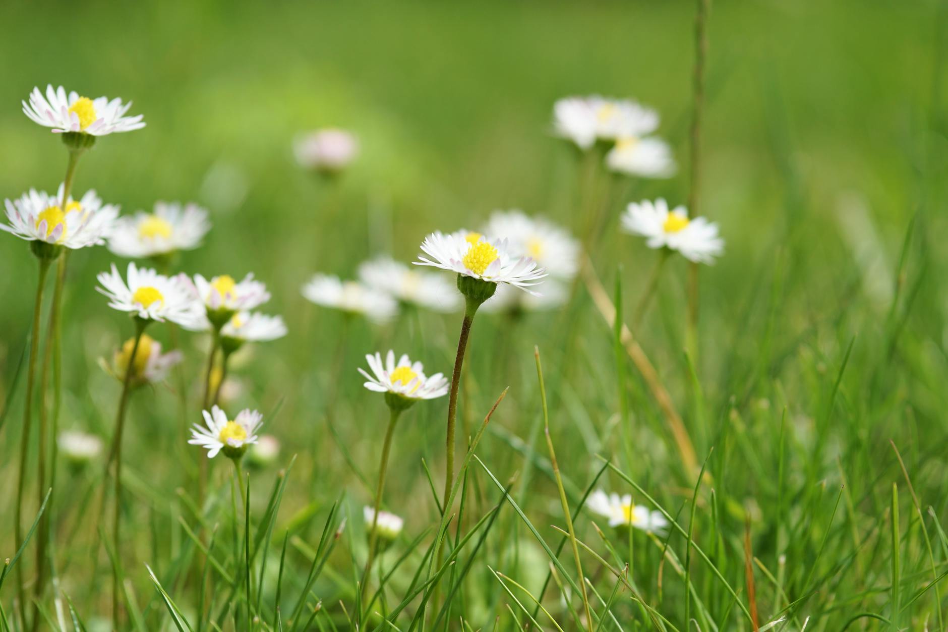 white flowers surrounded by grasses
